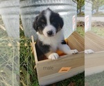 Small Photo #49 Australian Shepherd Puppy For Sale in RUSSELL, IA, USA