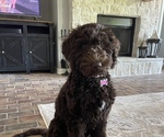 Small Photo #1 Goldendoodle Puppy For Sale in KELLER, TX, USA