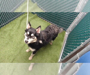 Border Collie-Unknown Mix Dogs for adoption in Downey, CA, USA