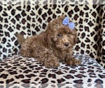 Small #1 YorkiePoo