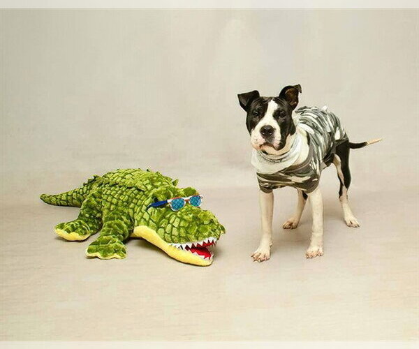 Medium Photo #2 Mutt Puppy For Sale in Sanford, FL, USA