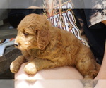 Small #6 Goldendoodle (Miniature)