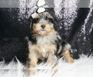 Morkie Puppy for sale in WARSAW, IN, USA