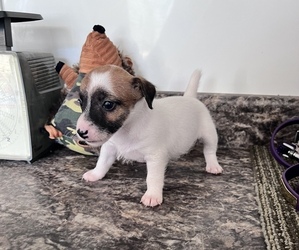 Jack Russell Terrier Puppy for sale in BELLE, MO, USA