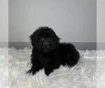 Small Photo #4 Poodle (Miniature) Puppy For Sale in FRANKLIN, IN, USA