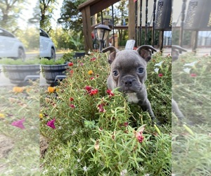Faux Frenchbo Bulldog Puppy for sale in FREDONIA, KS, USA