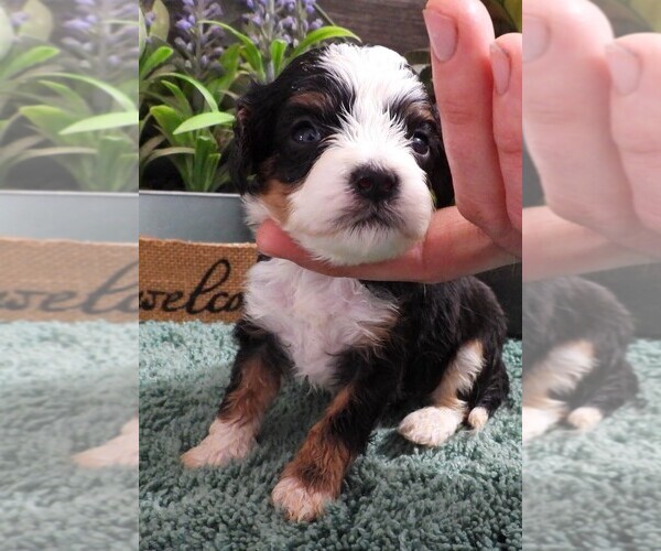 Medium Photo #1 Cavapoo (Miniature) Puppy For Sale in CARLISLE, KY, USA