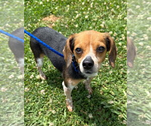Beagle-Unknown Mix Dogs for adoption in Dunnellon, FL, USA