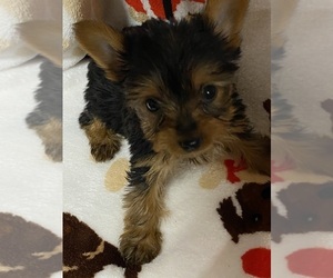 Yorkshire Terrier Puppy for sale in SALUDA, SC, USA