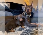Small Photo #39 Doberman Pinscher Puppy For Sale in YUCCA VALLEY, CA, USA