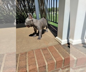 French Bulldog Puppy for sale in CLEVELAND, NC, USA