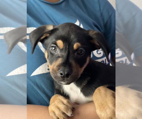 Medium Photo #2 Australian Kelpie-Unknown Mix Puppy For Sale in Dana Point, CA, USA