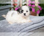 Small #1 Morkie-Shih Tzu Mix