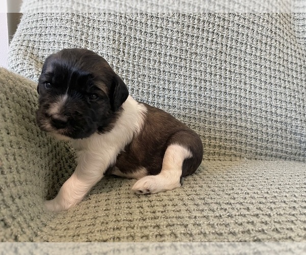 Medium Photo #2 Saint Berdoodle Puppy For Sale in ELK RIVER, MN, USA