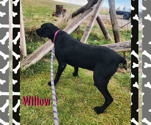 Willow - Female Mutt Dog for Adoption - Photo #4