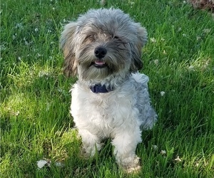 Father of the Havanese puppies born on 06/18/2020
