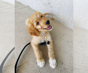 Goldendoodle Puppy for sale in PORTLAND, OR, USA