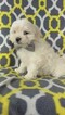 Small Photo #2 Maltese Puppy For Sale in EDEN, PA, USA