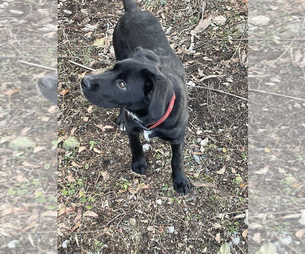 Medium Photo #5 Labrador Retriever-Unknown Mix Puppy For Sale in Brewster, NY, USA