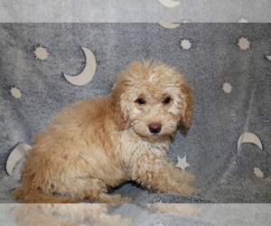 Goldendoodle (Miniature) Puppy for sale in BLOOMINGTON, IN, USA