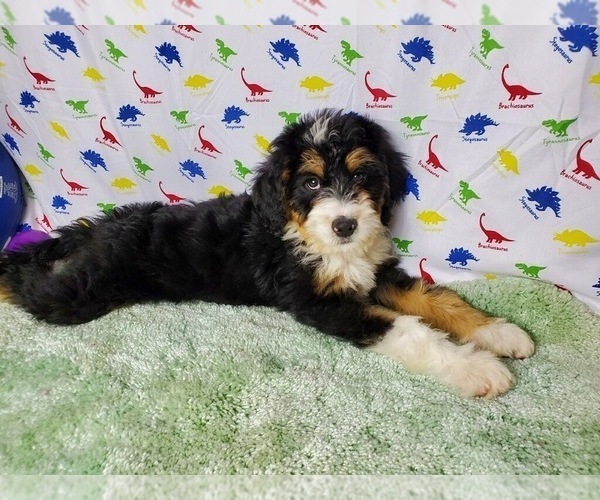 Medium Photo #7 Bernedoodle Puppy For Sale in COLORADO SPRINGS, CO, USA