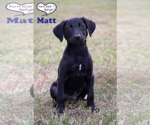 Labrador Retriever-Unknown Mix Dogs for adoption in Lee's Summit, MO, USA