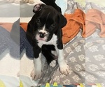 Small Photo #4 Boxer Puppy For Sale in SPRINGFIELD, OR, USA