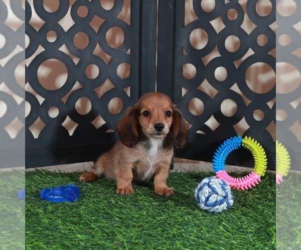 Medium Photo #2 Dachshund Puppy For Sale in MOUNT VERNON, OH, USA