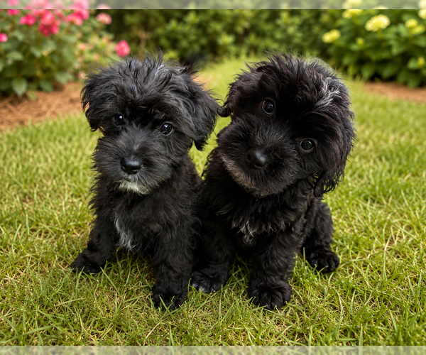 Medium Photo #1 Morkie Puppy For Sale in COLUMBIA, SC, USA