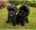 Small Morkie