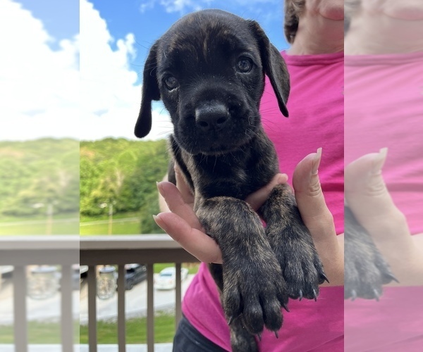Medium Photo #1 Cane Corso Puppy For Sale in NEW TAZEWELL, TN, USA
