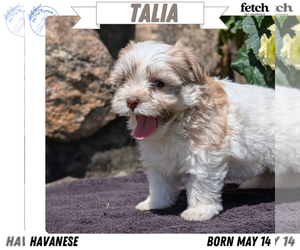 Medium Havanese