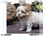 Puppy Talia Havanese