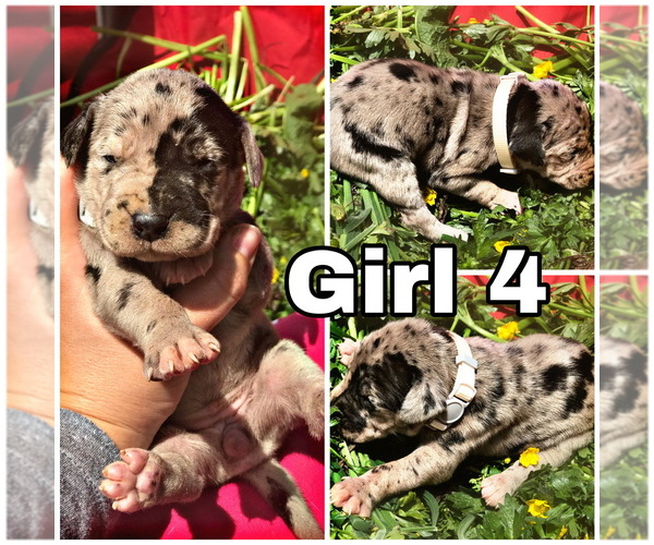 Medium Photo #14 Great Dane Puppy For Sale in PINNACLE, NC, USA