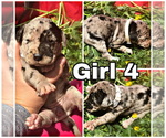 Small Photo #14 Great Dane Puppy For Sale in PINNACLE, NC, USA