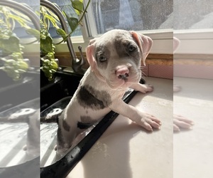 Medium American Bully