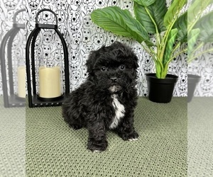 ShihPoo Puppy for Sale in FRANKLIN, Indiana USA