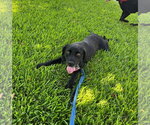 Small #3 Labrador Retriever Mix