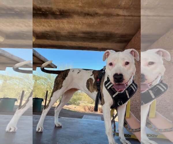 Medium Photo #10 American Pit Bull Terrier-Unknown Mix Puppy For Sale in phoenix, AZ, USA