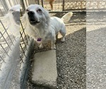Small #2 Australian Shepherd-Pekingese Mix