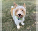 Small #3 Mutt