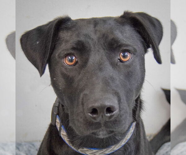 Medium Photo #1 Mutt Puppy For Sale in Huntley, IL, USA