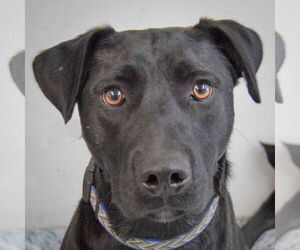 Mutt Dogs for adoption in Huntley, IL, USA