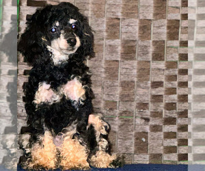 Mother of the Poodle (Toy) puppies born on 10/20/2025