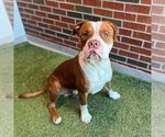 Small American Pit Bull Terrier