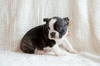 Small Photo #6 Faux Frenchbo Bulldog Puppy For Sale in NEW PITTSBURGH, OH, USA