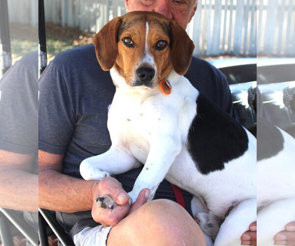 Medium Photo #7 Beagle Puppy For Sale in Dunnellon, FL, USA