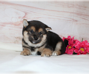 Shiba Inu Puppy for sale in CANTON, SD, USA