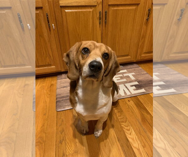 Medium Photo #1 Beagle Puppy For Sale in Rustburg, VA, USA