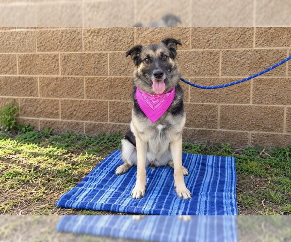 Medium Photo #2 German Shepherd Dog Puppy For Sale in Orange, CA, USA